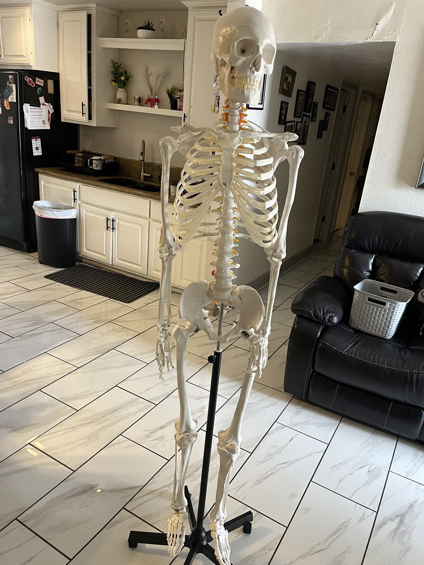Skeleton 