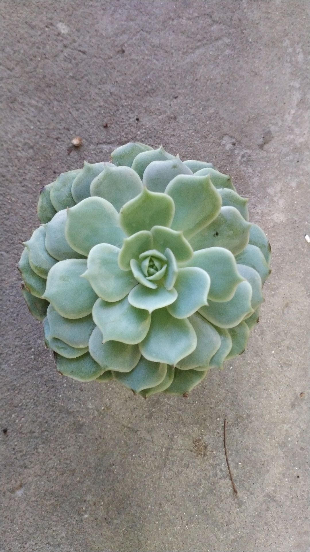 Succulent