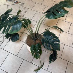 Swiss Cheese Decorative Plant $15