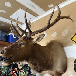 Elk Mount