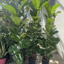 Fiddle Leaf Fig 6ft 65$ Each