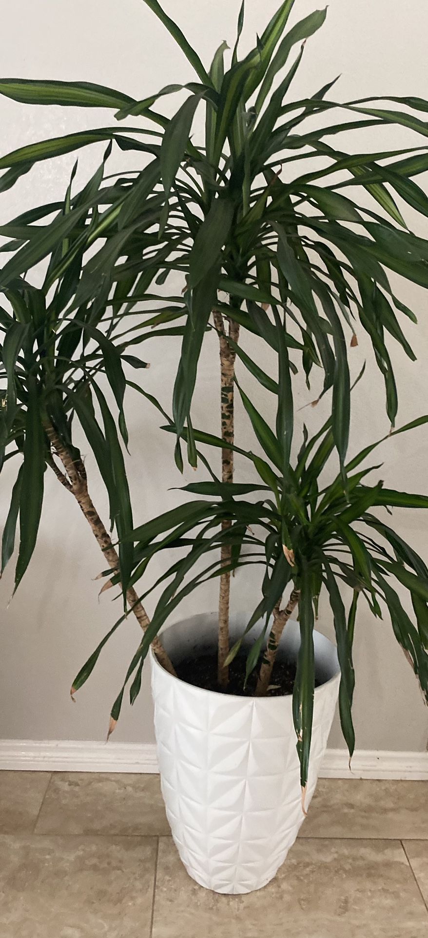 Planta