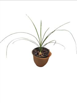 Pony tail palm tree 