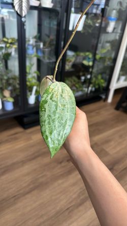 Hoya latifolia Indonesia silver