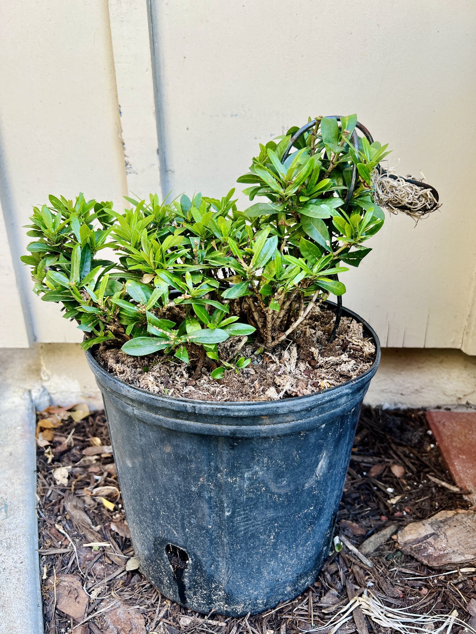 Quackers, the Duck Topiary 🦆🌱 Palm City 34990