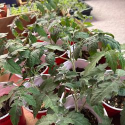 Organic Heirloom Tomatoes & Peppers 