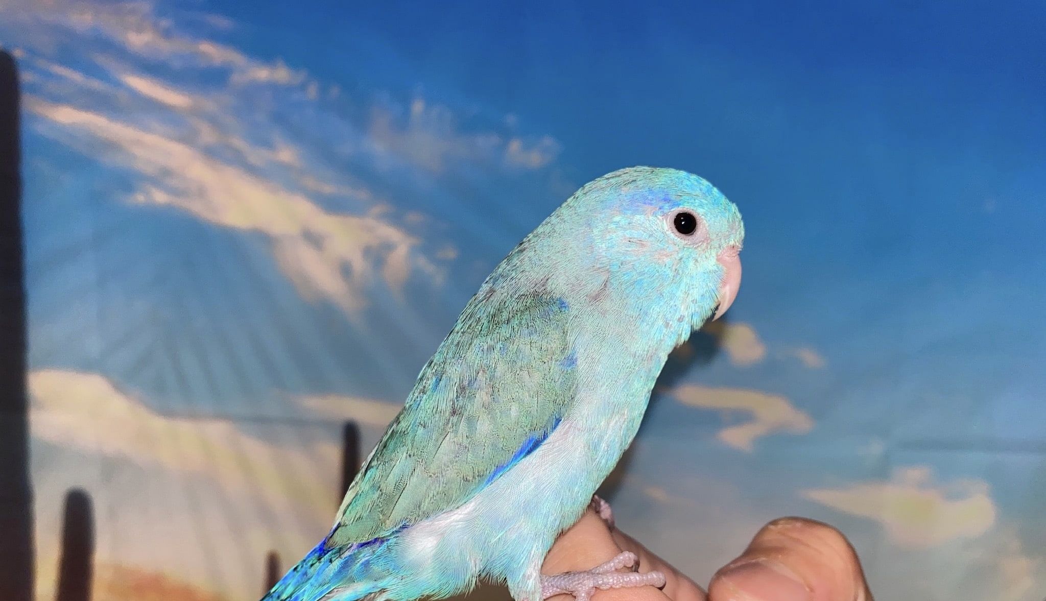 Blue Pacific Parrotlet