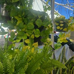 Plant Marble Queen Big 