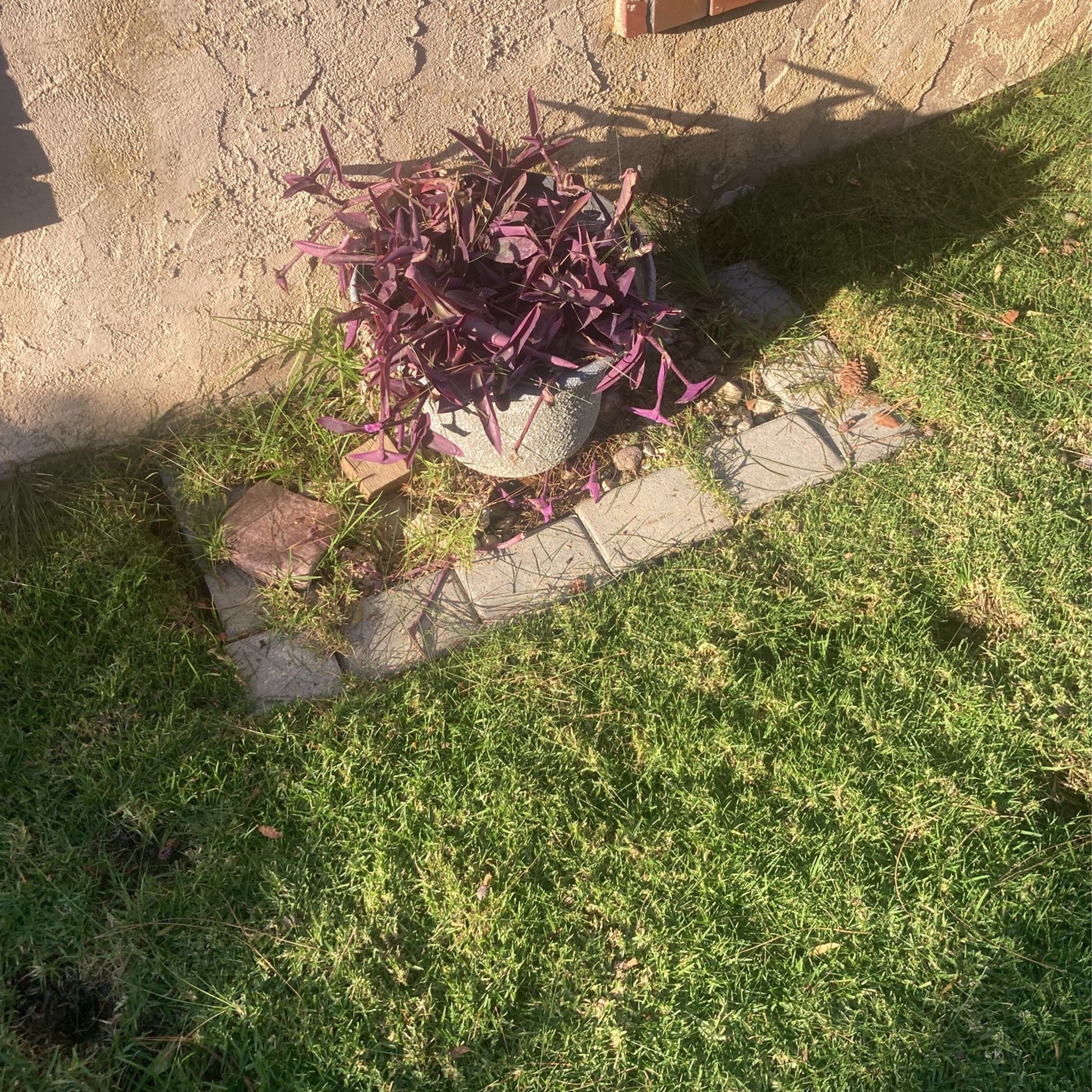 Plant