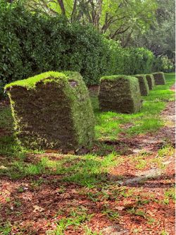 St Augustine Grass