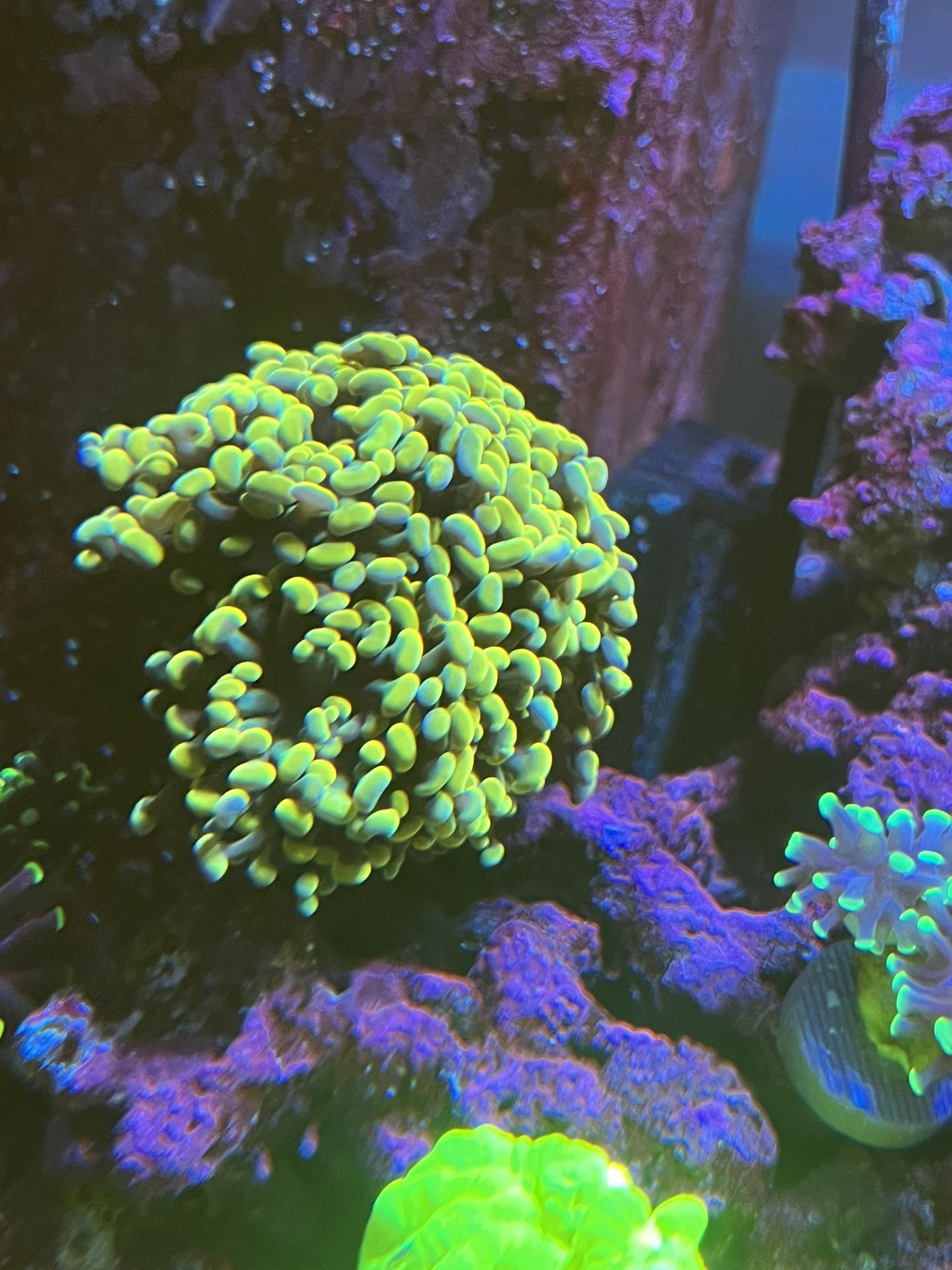 Gold Hammer Coral