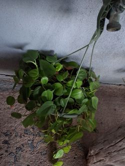 Philendron plants