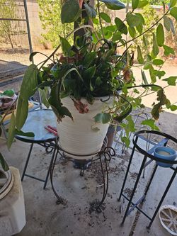 Plant