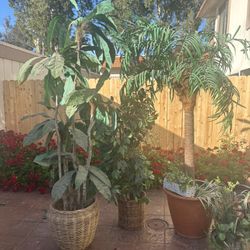 Faux Palm Ficus And Banana Leaf Tree!