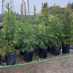 Privacy Hedges
