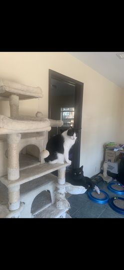 Cat Scratcher