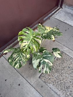 6” monstera creme brulee
