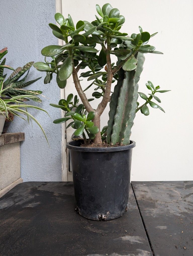 Jade Plant With 14" Peruvian Cactus