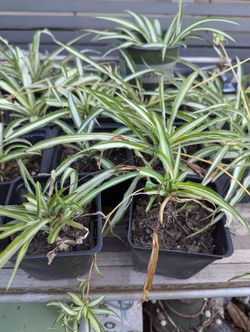 spider plant (Chlorophytum comosum)