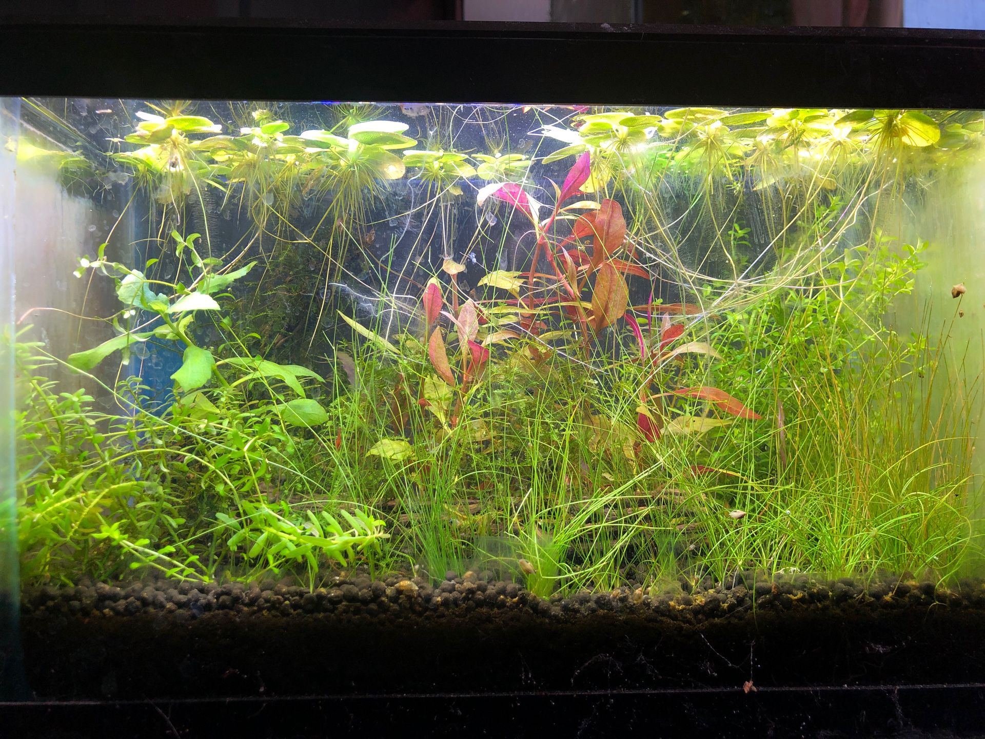 All Natural Aquarium