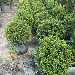Single Ball Topiary In 3 gls Pot. SPECIAL PRICE🤩