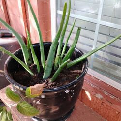 Aloe Plants