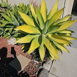 Agave