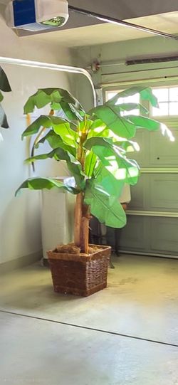Free 5 - 6 feet fake banana plant