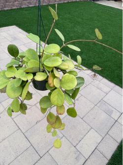 Hoya obovata