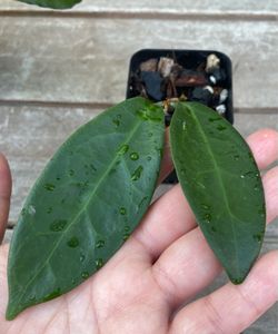 Hoya Megalaster