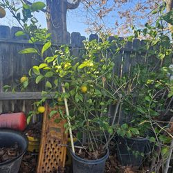 Lima Dulce.  Alta Ya Da Fruta. 150 