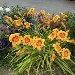 Yellow lily bushes in pots will bloom this summer