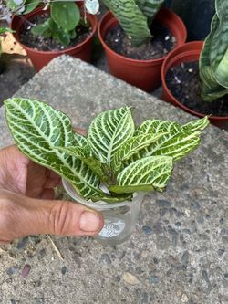 Cutting with some roots (video)**Specialty|rare super variegated Snow White Zebra; 95820