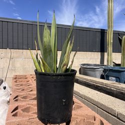 Agave - Large & Small