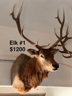 Deer Antelope And Elk Shoulder Mount