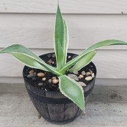 Agave Celsii Multicolor Succulent Plant 🪴 
