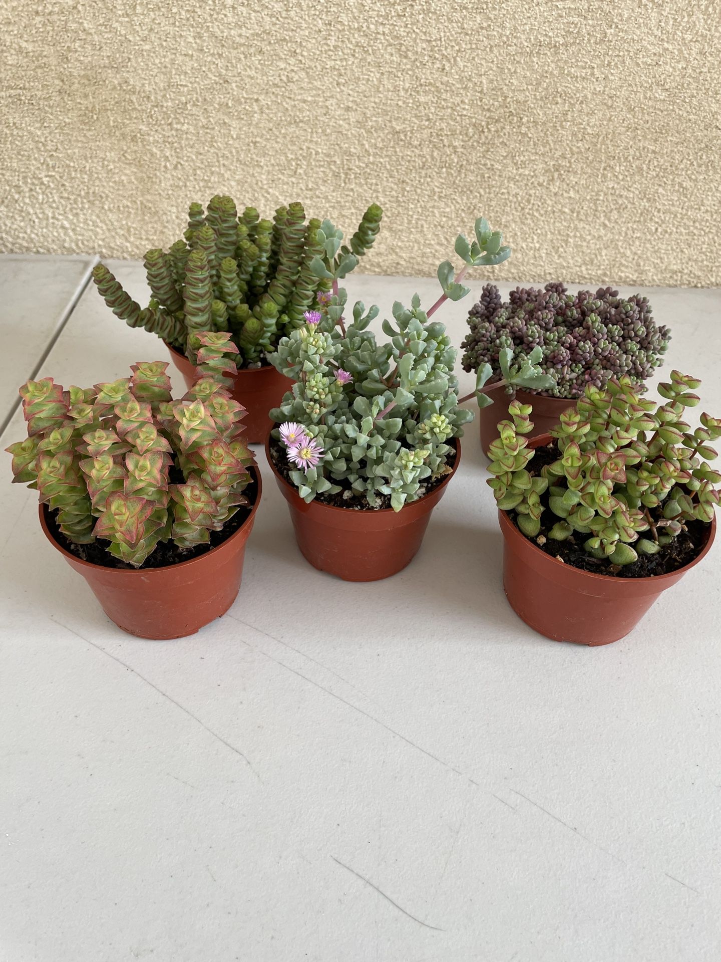 Succulent Bundle