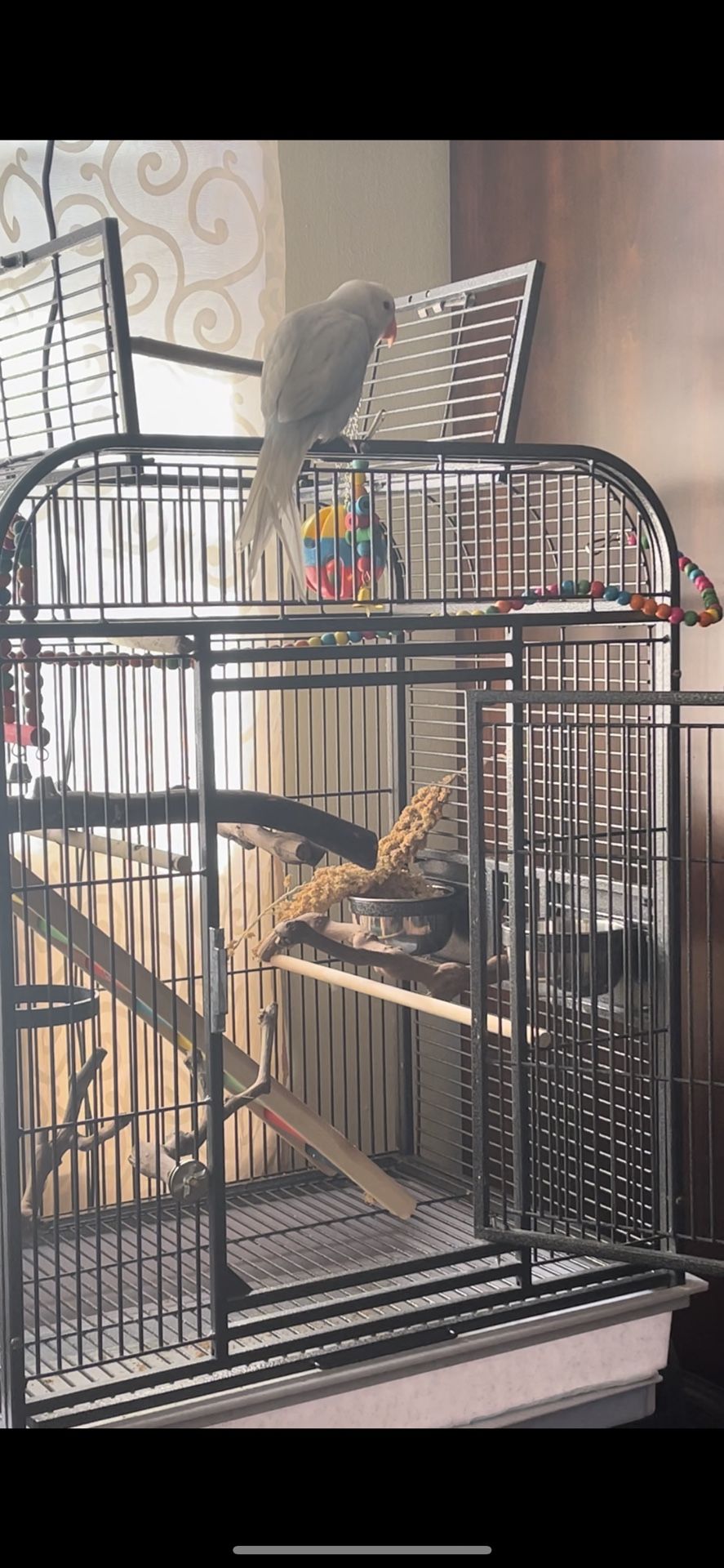 Parrot/bird Cage