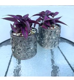 Coleus Plants For Sale $10.00 each Please Read Description