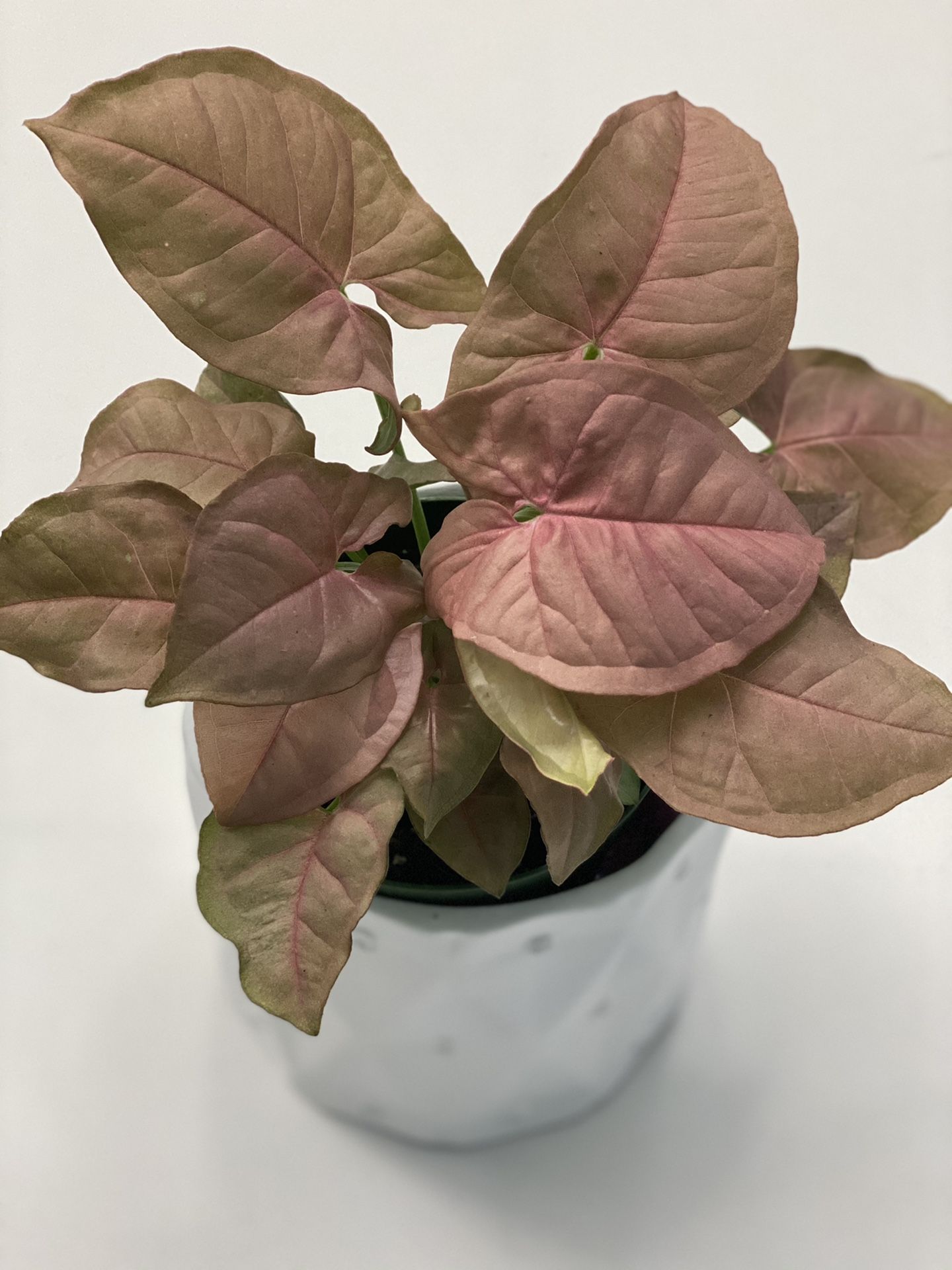 Syngonium Podophyllum Pink Full Plant