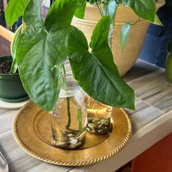 $5!!! (Each) Potho / marble / spider / zebra / snake / arrowhead / butterfly plant cutting