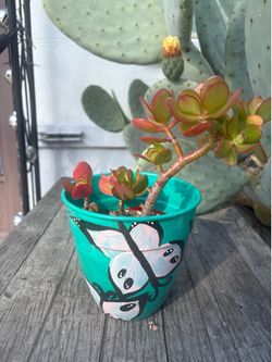 Succulents in Hand Painted Pots