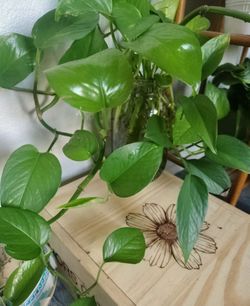 Propagation cuttings