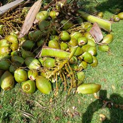 COCONUTS 