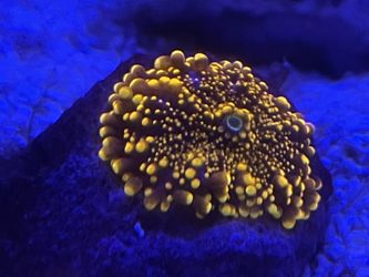 Coral