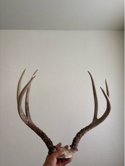 Mule deer Ant|ler/ cuernos