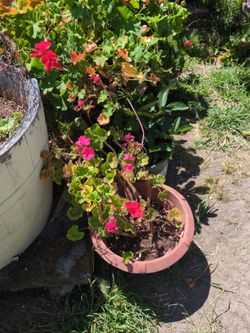 Big geraniums