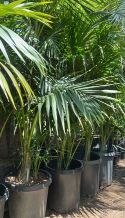 Kentia Palms