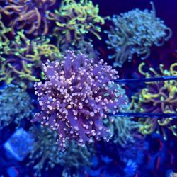 octospawn/frogspawn coral fake