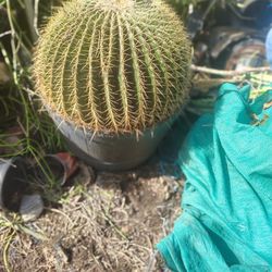 Golden Barrel Cactus Plant